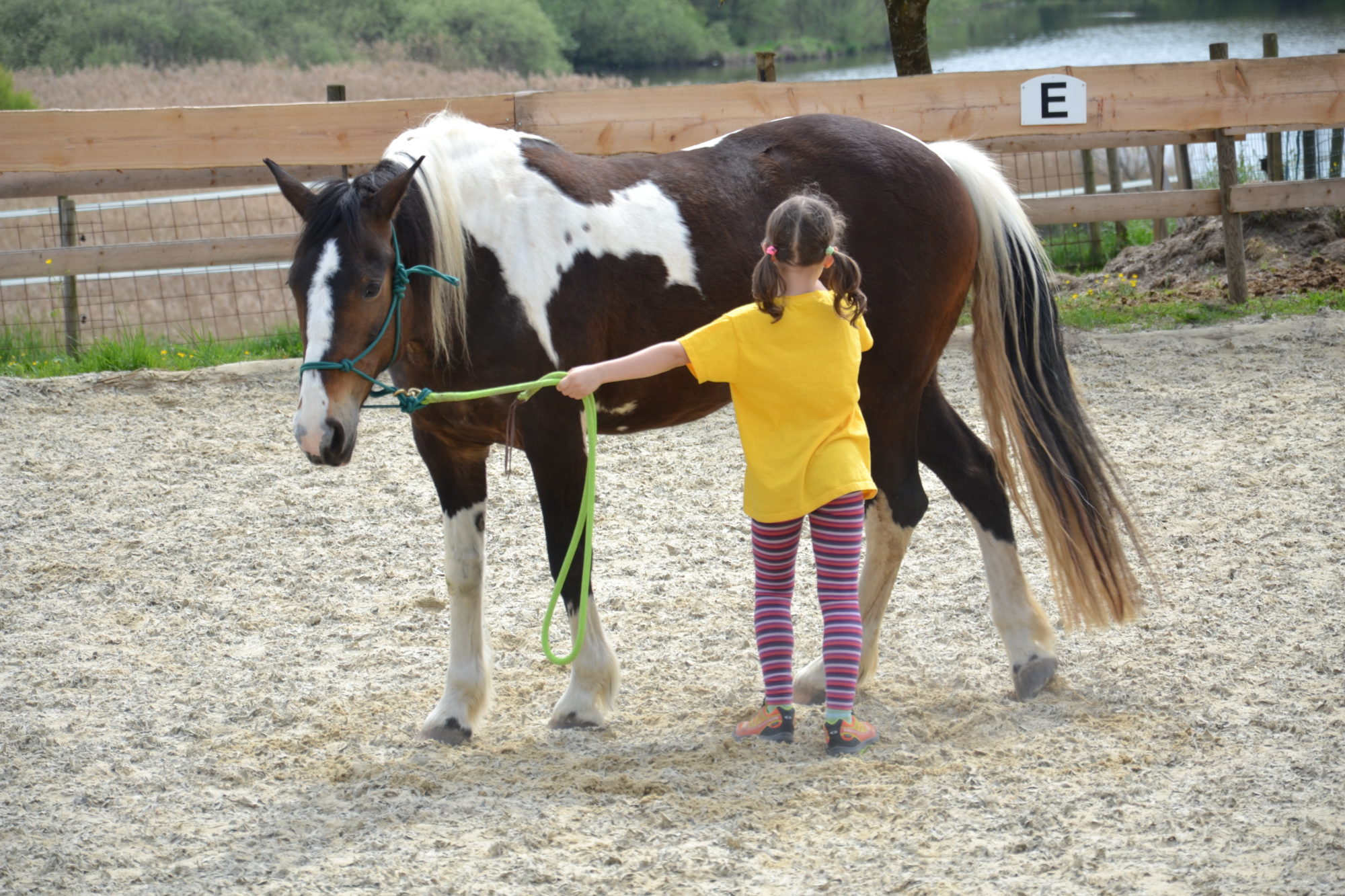 Bodenarbeit im Kurs "Erlebnis Pferd" für Kinder in Regensburg